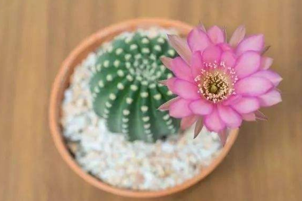 仙人球可以用沙子養(yǎng)嗎，光使用沙子是養(yǎng)不活的