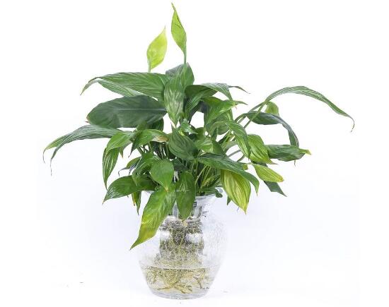 一帆風順可以水培嗎，一帆風順水培養(yǎng)殖方法