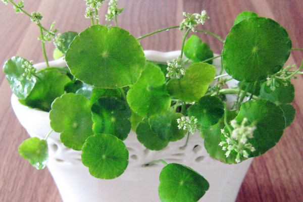 銅錢草葉子邊緣干枯，及時(shí)補(bǔ)充水肥養(yǎng)分