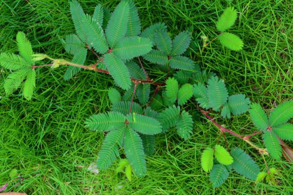 含羞草一直閉合不開，導(dǎo)致含羞草閉合的5種原因