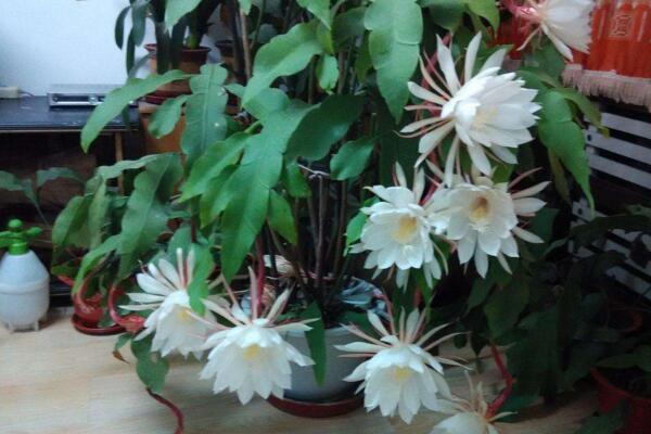 曇花冬季怎么養(yǎng)，不可疏忽的5大要點(diǎn)