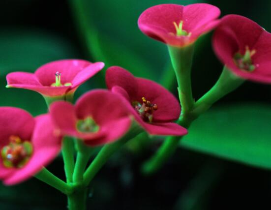 虎刺梅黃葉怎么辦，多半是施肥和修剪不當引起的