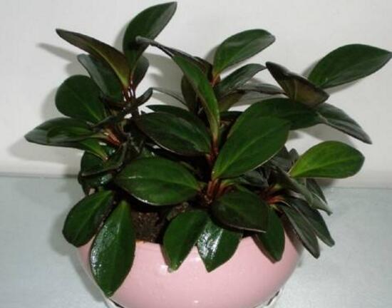 橡皮樹對(duì)人身體有害嗎，橡皮樹的作用和功效