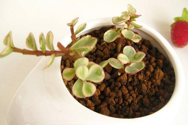 雅樂之舞好養(yǎng)殖嗎，5步教你養(yǎng)好雅樂之舞