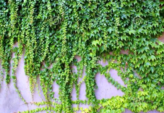 常春藤干枯了還會活嗎，干枯后存活四種解決辦法