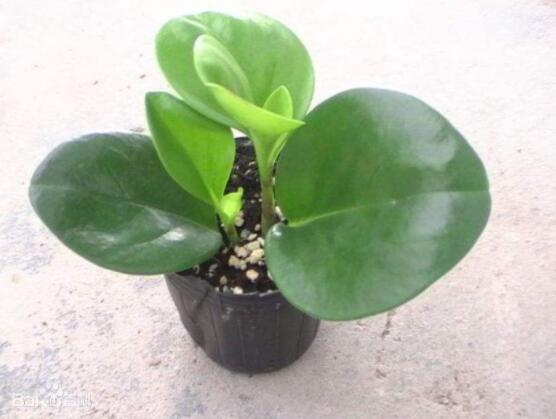 紫邊碧玉的作用以及花語，凈化空氣、活血止痛、跌打損傷