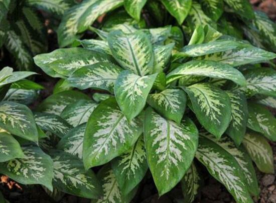 萬年青有哪些品種，萬年青的品種圖片大全