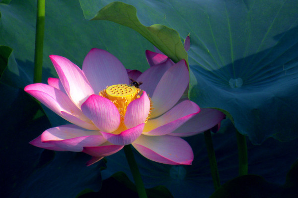 荷花不開花怎么辦