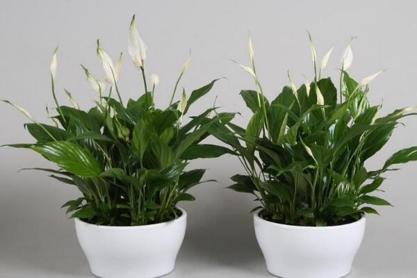 一帆風(fēng)順花有毒嗎，室內(nèi)養(yǎng)殖要注意（花沒毒汁液有毒）