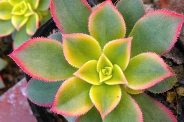 艷日輝發(fā)黑怎么辦