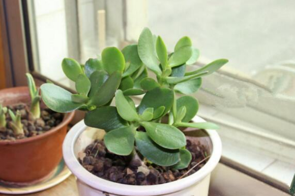 燕子掌葉片可以扦插嗎，4步即可完成燕子掌葉插