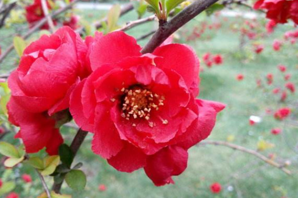 長(zhǎng)壽冠海棠花扦插方法