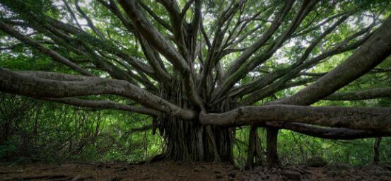 盤點榕樹的特點，千年長壽樹王