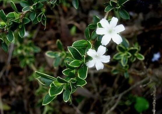 六月雪功效與作用，是一個不折不扣治療百病藥王