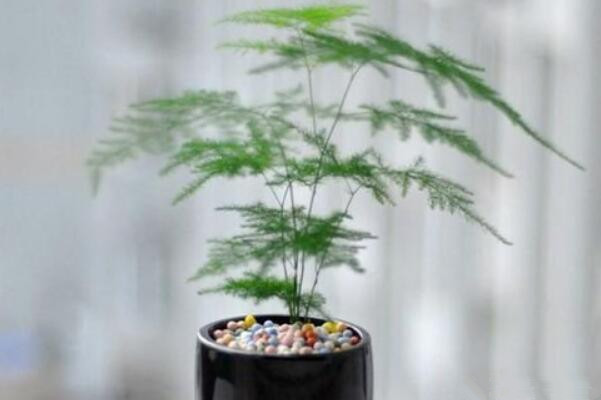 文竹冬天怎么養(yǎng)護(hù)，做好以下四點(diǎn)是關(guān)鍵