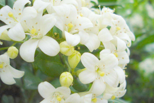 九里香為什么不開花，四種原因以及解決方法