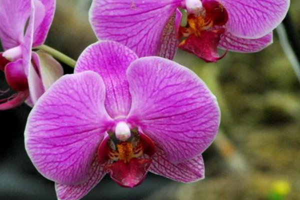 北方養(yǎng)蝴蝶蘭的絕招