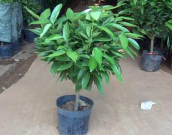 平安樹怎么繁殖，平安樹扦插方法圖解