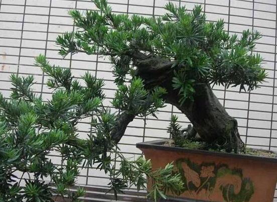 羅漢松盆景施肥，做好以有機(jī)液肥、稀薄的餅肥水為主