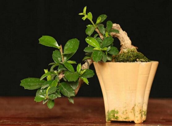 六月雪盆栽的寓意，寓意著守望愛情、不可缺的配角