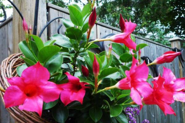 室外飄香藤怎么過(guò)冬