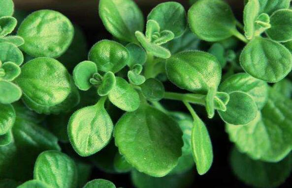 碰碰香花有毒嗎，不光沒(méi)毒并且還有很大的作用