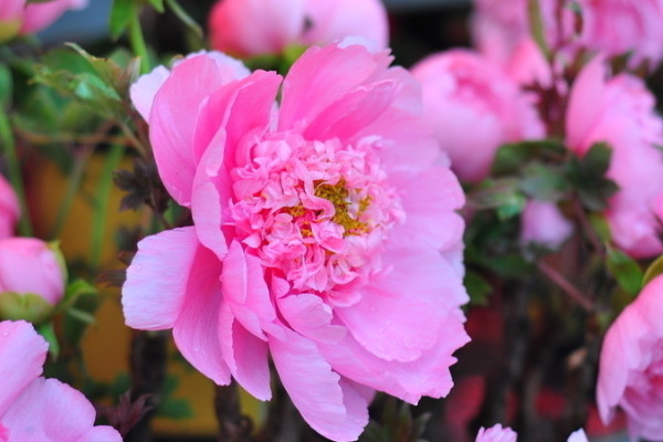 牡丹花夏天開(kāi)花嗎