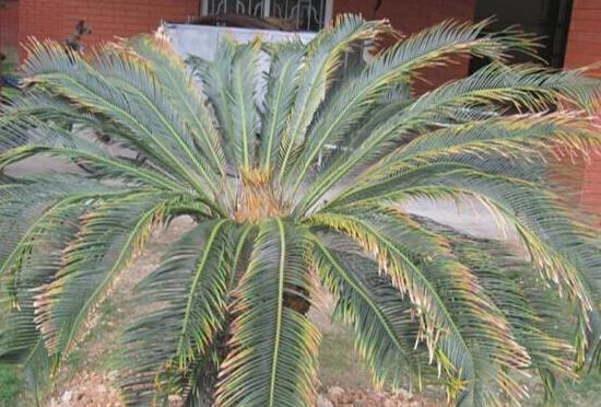 鐵樹有哪些病蟲害，鐵樹病蟲害防治