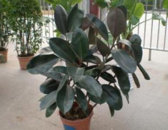 橡皮樹怎么繁殖，橡皮樹繁殖方法