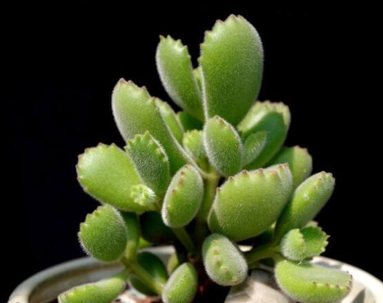 熊童子長(zhǎng)黑斑了怎么辦，教你兩種最常見(jiàn)解決辦法(蟲(chóng)害與病害)