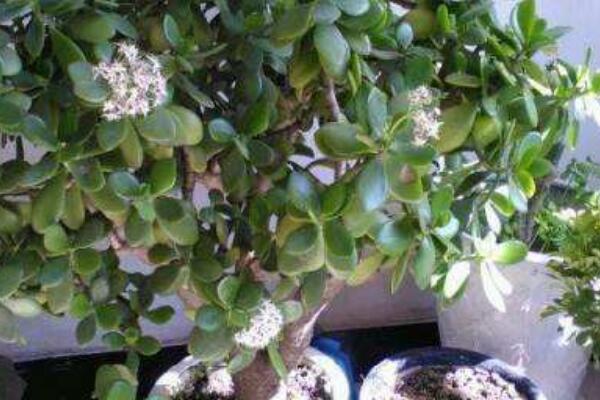 玉樹與八寶樹的區(qū)別