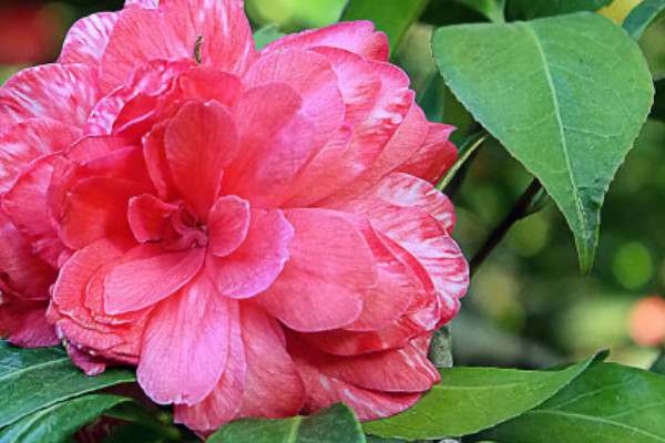 茶花夏季一般能長(zhǎng)多高