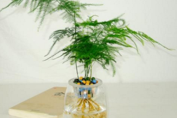 文竹可以水培嗎，可以水培需做好養(yǎng)護(hù)工作