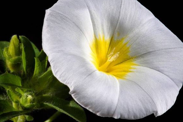 牽?；ǚN子怎么催芽