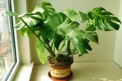 龜背竹幼葉發(fā)黃怎么辦，5種原因以及處理方法介紹