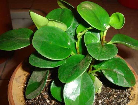 碧玉施什么肥好，碧玉的施肥方法