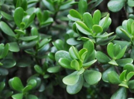 燕子掌的養(yǎng)殖方法和注意事項(xiàng)，老農(nóng)總結(jié)最實(shí)用八大養(yǎng)殖技巧