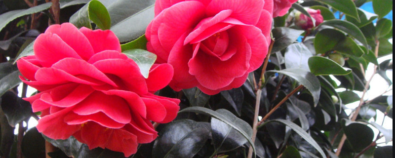 茶花春天好養(yǎng)活嗎