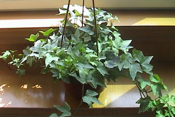 常春藤水澆多了怎么辦，脫盆晾土，重新栽種