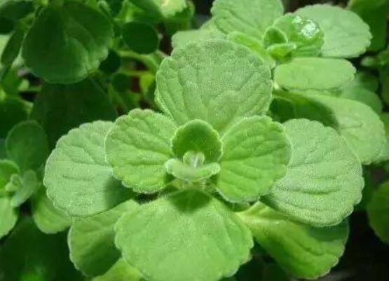 驅(qū)蚊草碰碰香有毒嗎，無毒/凈化空氣、醒腦提神