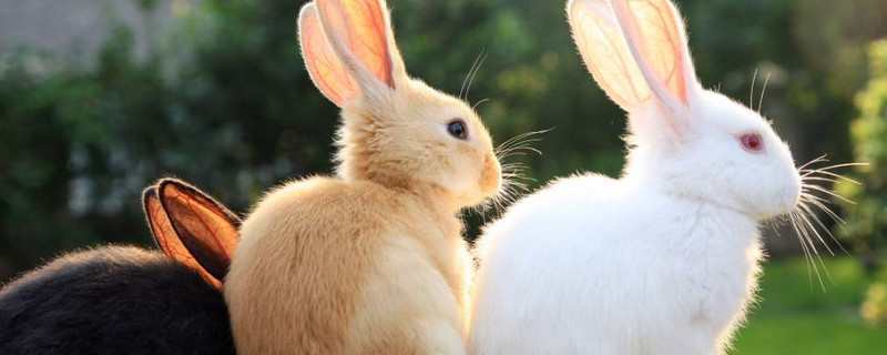 兔子吃什么長(zhǎng)得快又胖