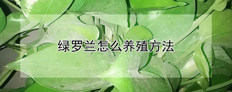 綠羅蘭怎么養(yǎng)殖方法