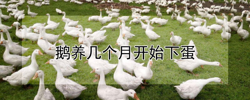 鵝養(yǎng)幾個(gè)月開始下蛋