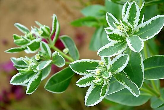 六月雪掉葉子怎么回事，最簡單實效三種解決辦法