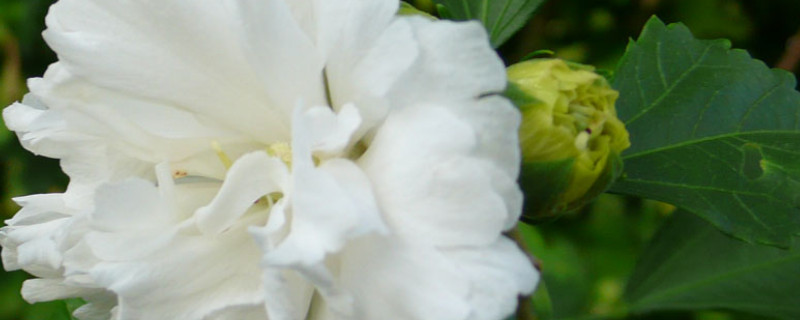 白色扶?；ɑㄕZ(yǔ)