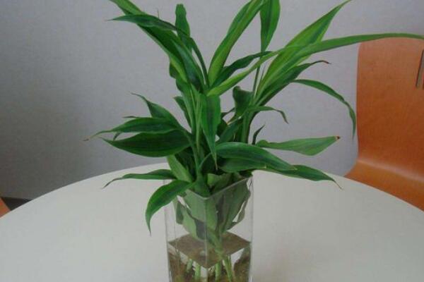 幸運(yùn)竹和富貴竹的區(qū)別