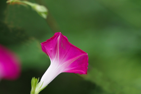 牽牛花施肥在哪個階段