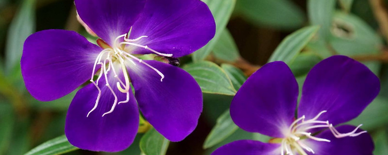 巴西野牡丹的養(yǎng)殖方法和注意事項