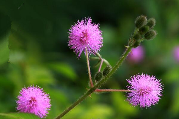 含羞草觸碰有毒嗎，導(dǎo)致人體脫發(fā)、孕婦流產(chǎn)