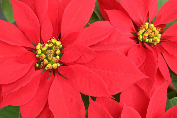 一品紅可以放在室內(nèi)養(yǎng)嗎